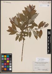 Salix bebbiana Sarg.